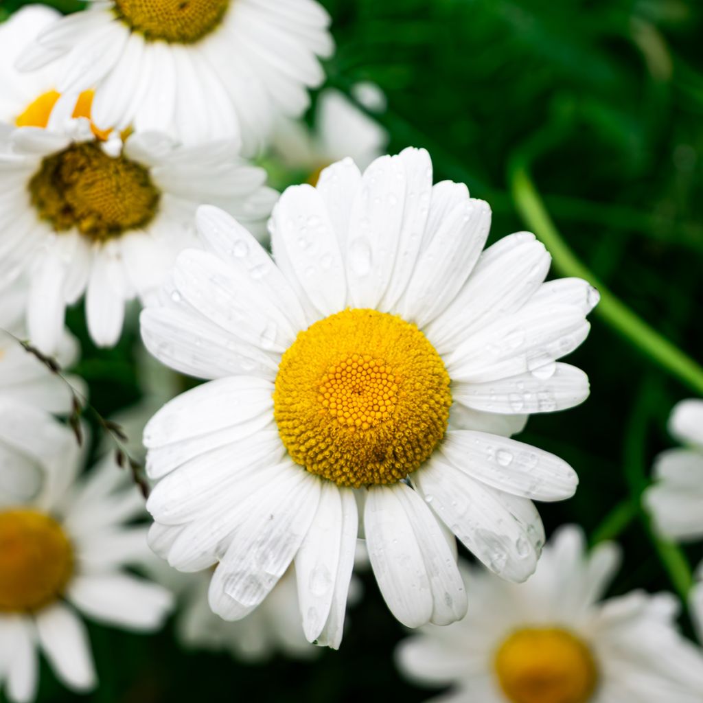 Camomila-vulgar / Camomila-alemã Bio