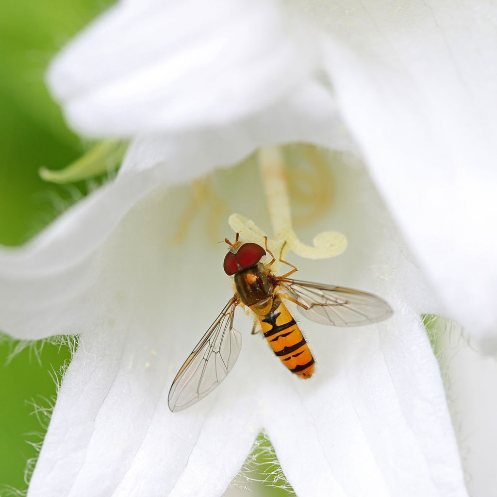 Campânula lactiflora White Pouffe