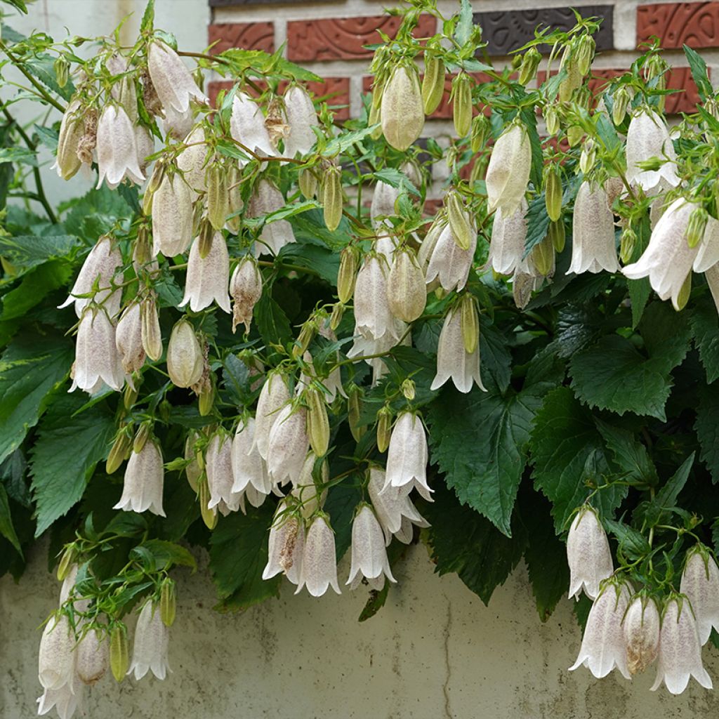 Campânula takesimana