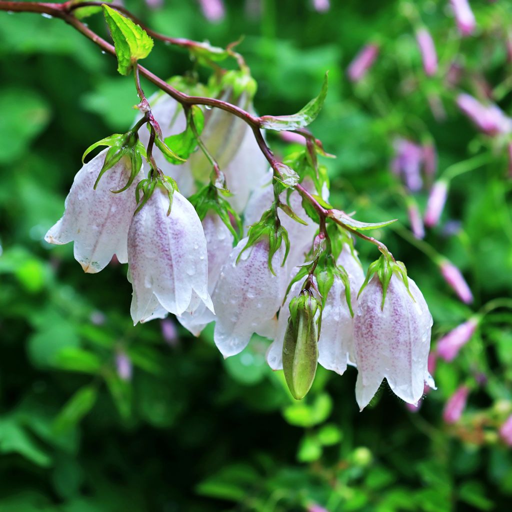 Campânula takesimana