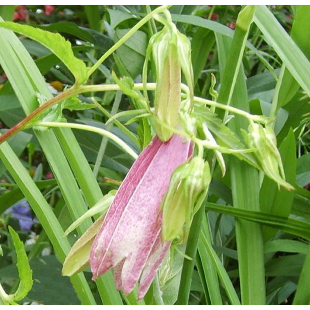 Campânula takesimana Elisabeth