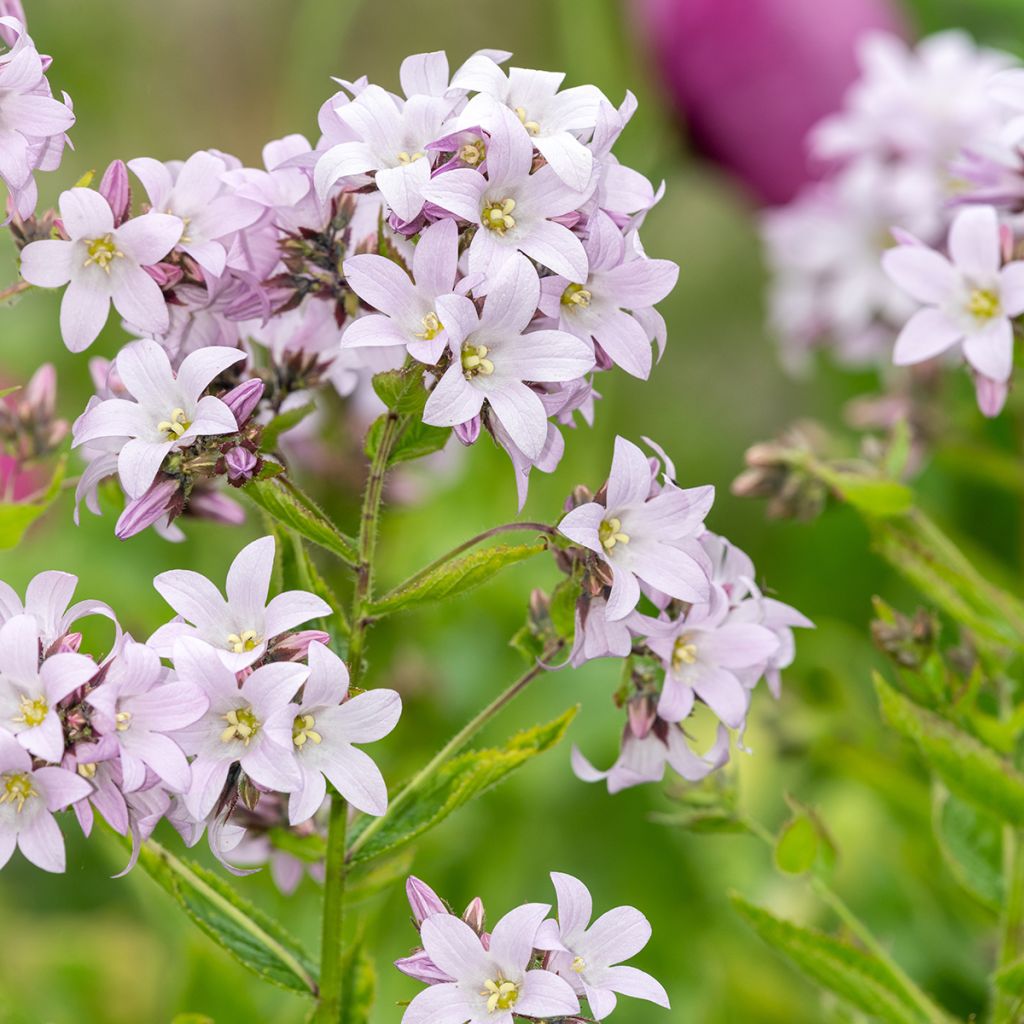 Campânula lactiflora Loddon Anna