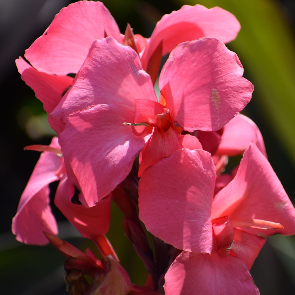 Canna indica Pink and Roses