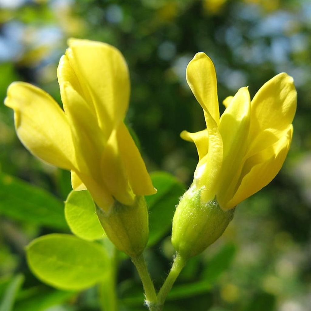 Caragana arborescens - Acácia-amarela