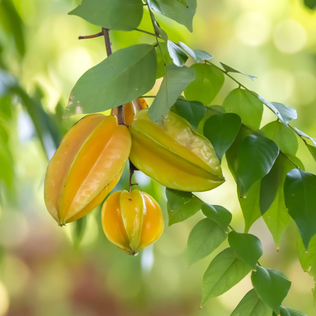 Caramboleira Arkin - Averrhoa carambola