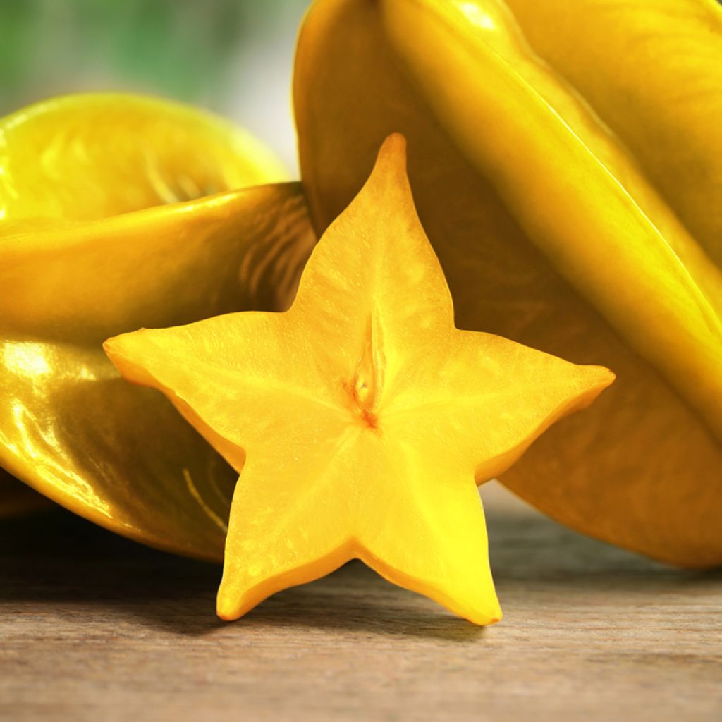 Caramboleira Arkin - Averrhoa carambola