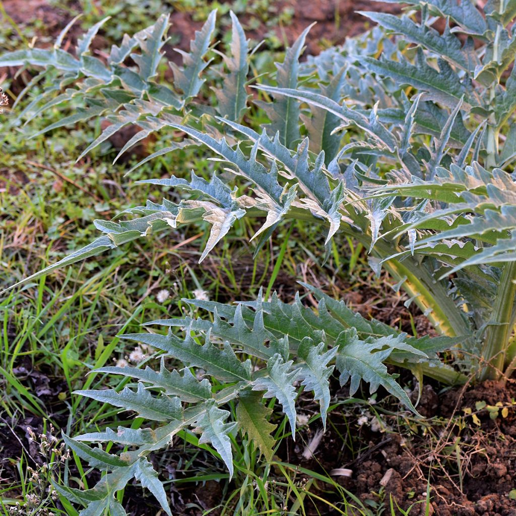 Cardo coalheiro vermelho de Argel