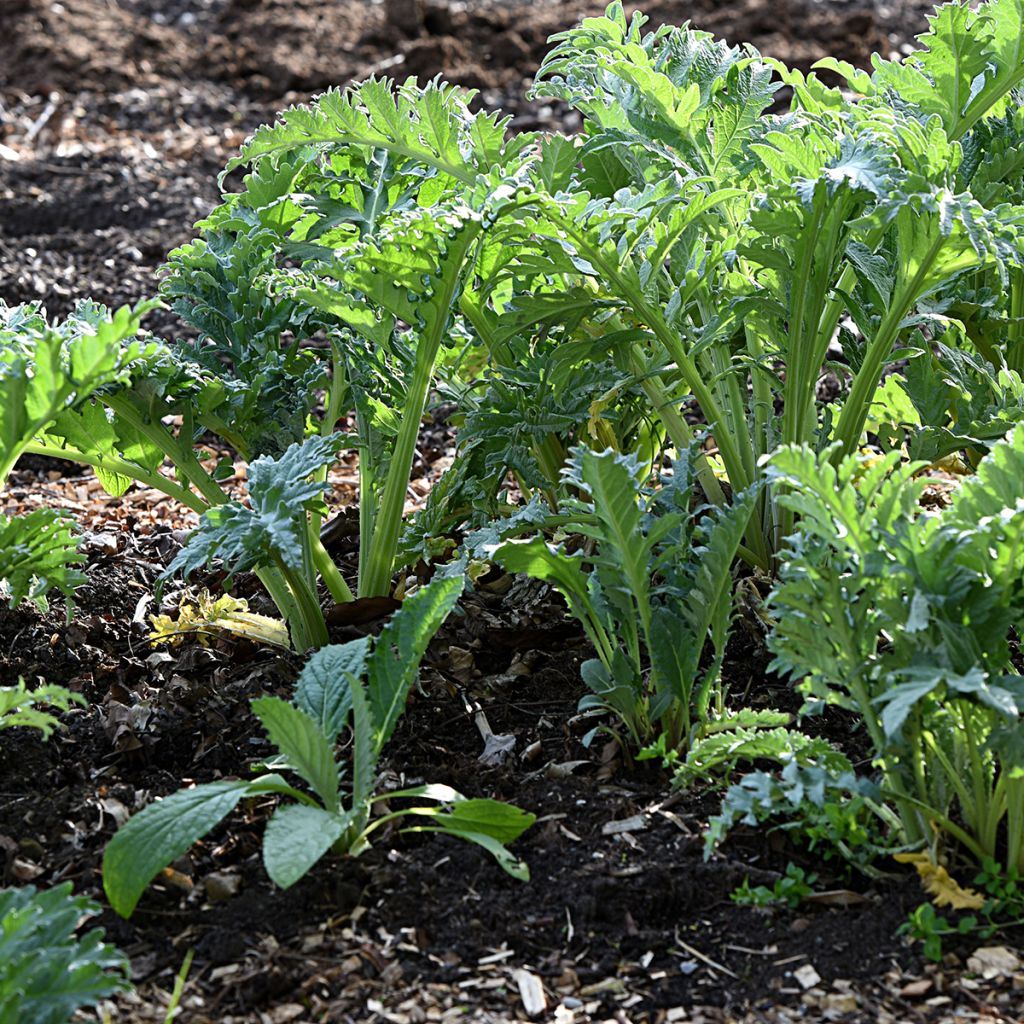 Cardo coalheiro vermelho de Argel