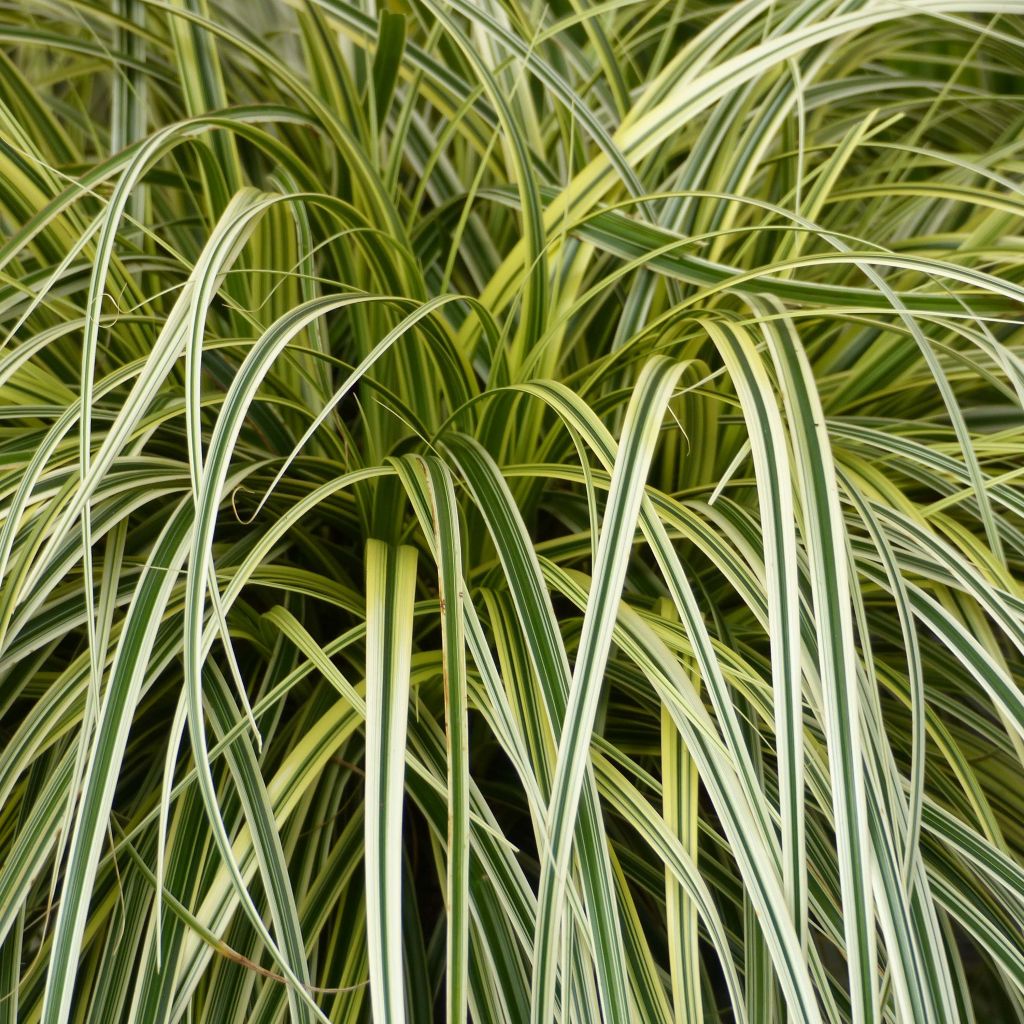 Carex × oshimensis Feather Falls