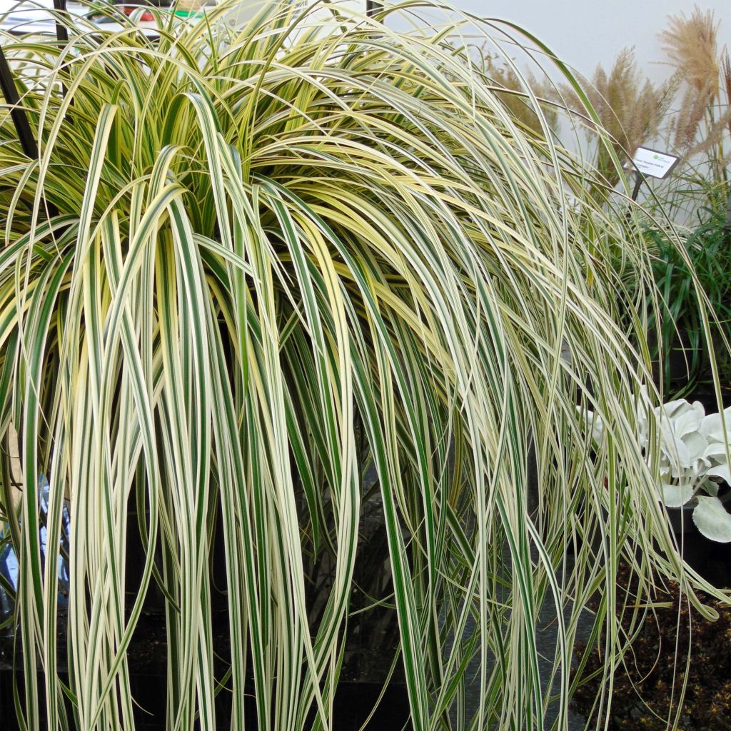 Carex × oshimensis Feather Falls