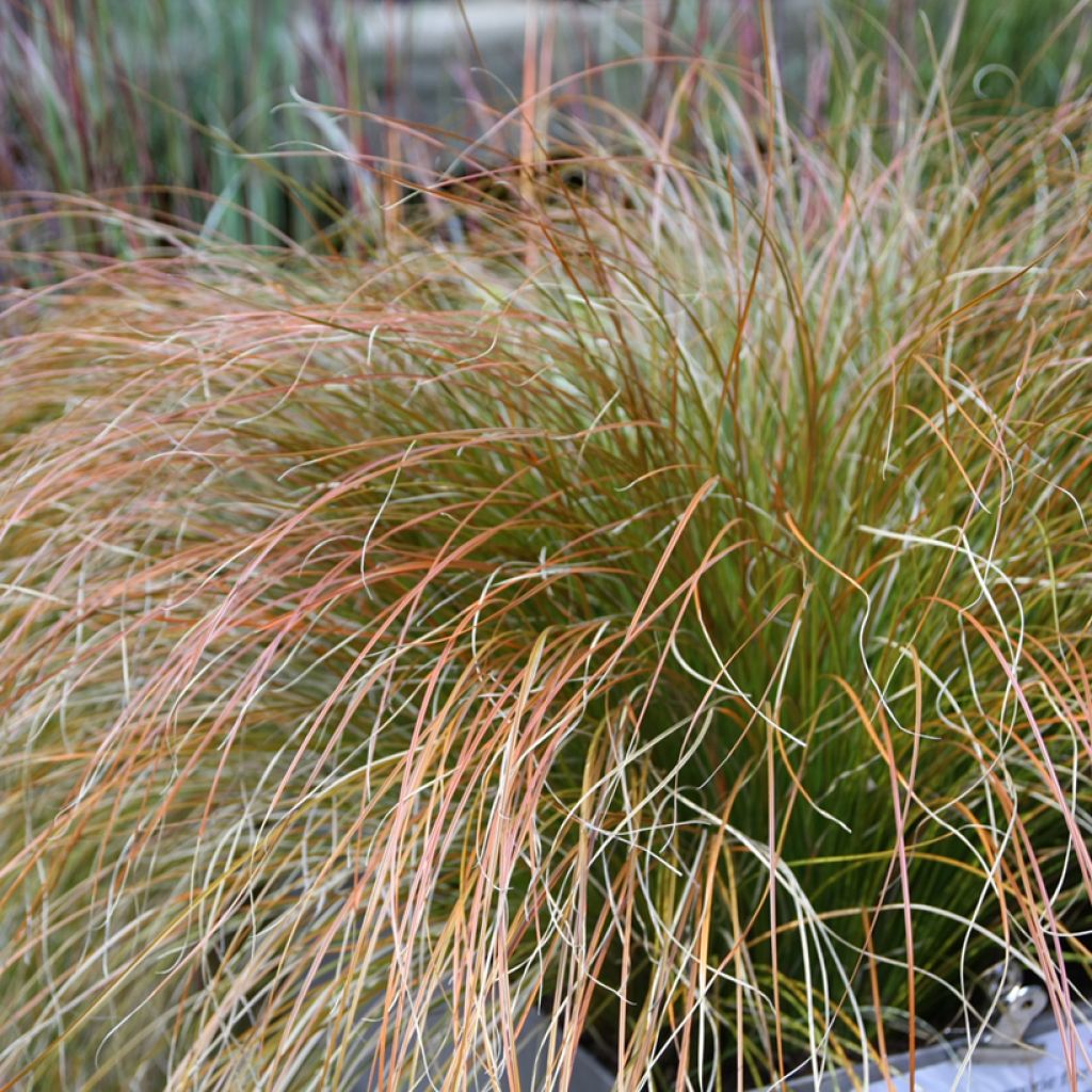 Carex testacea Prairie Fire