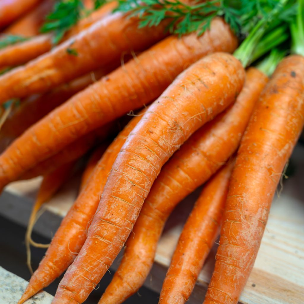 Cenoura Amsterdamse Bak 2 Amfine