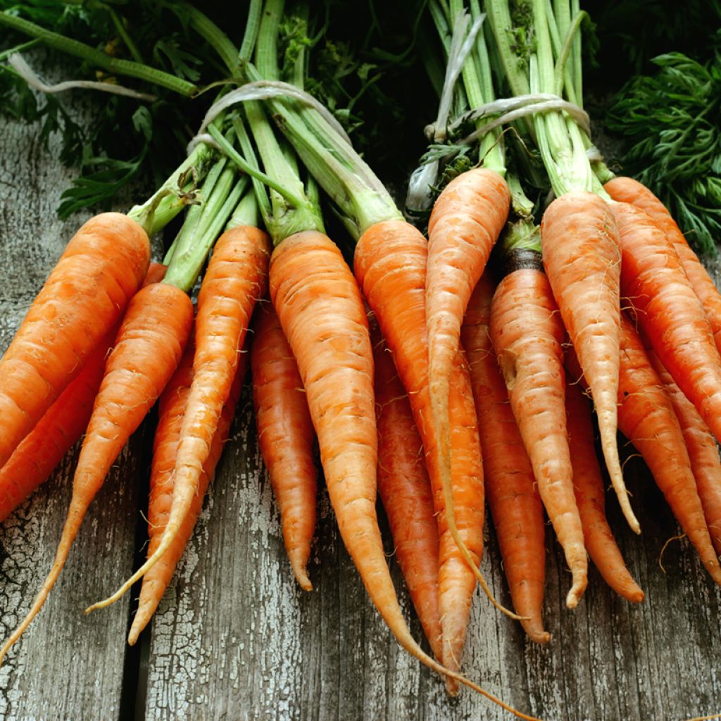 Cenoura Júpiter (variedade tipo Flakkée) - Sementes Revestidas