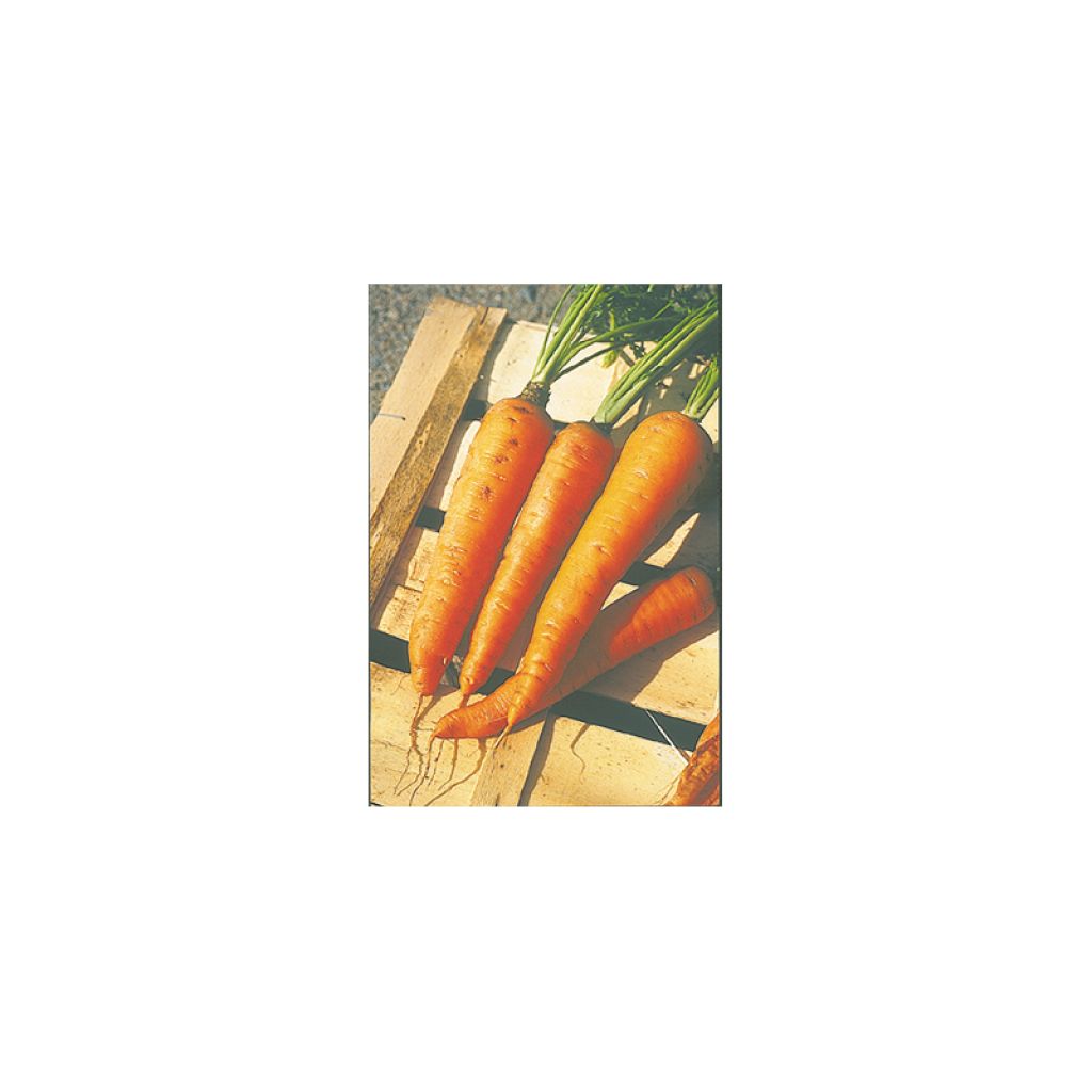 Cenoura comprida e Lisa de Meaux