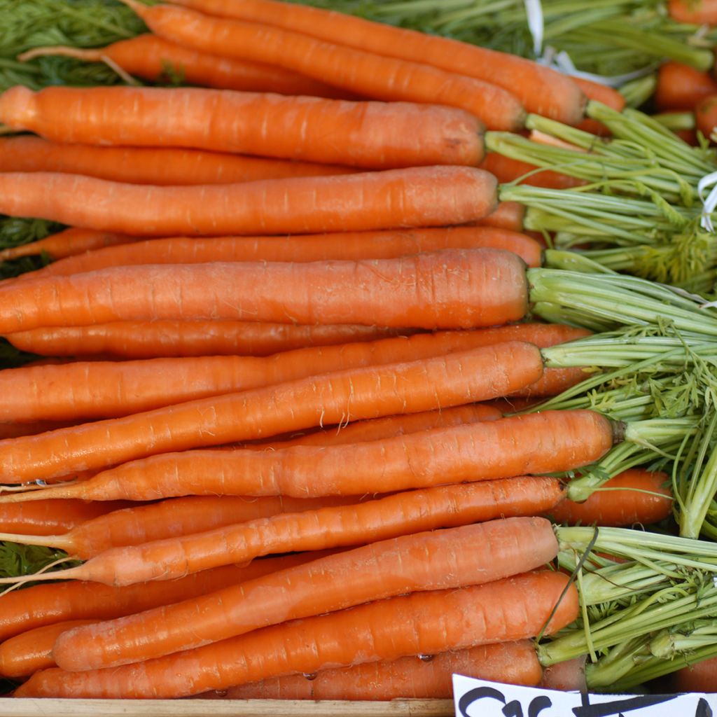 Cenoura comprida e Lisa de Meaux