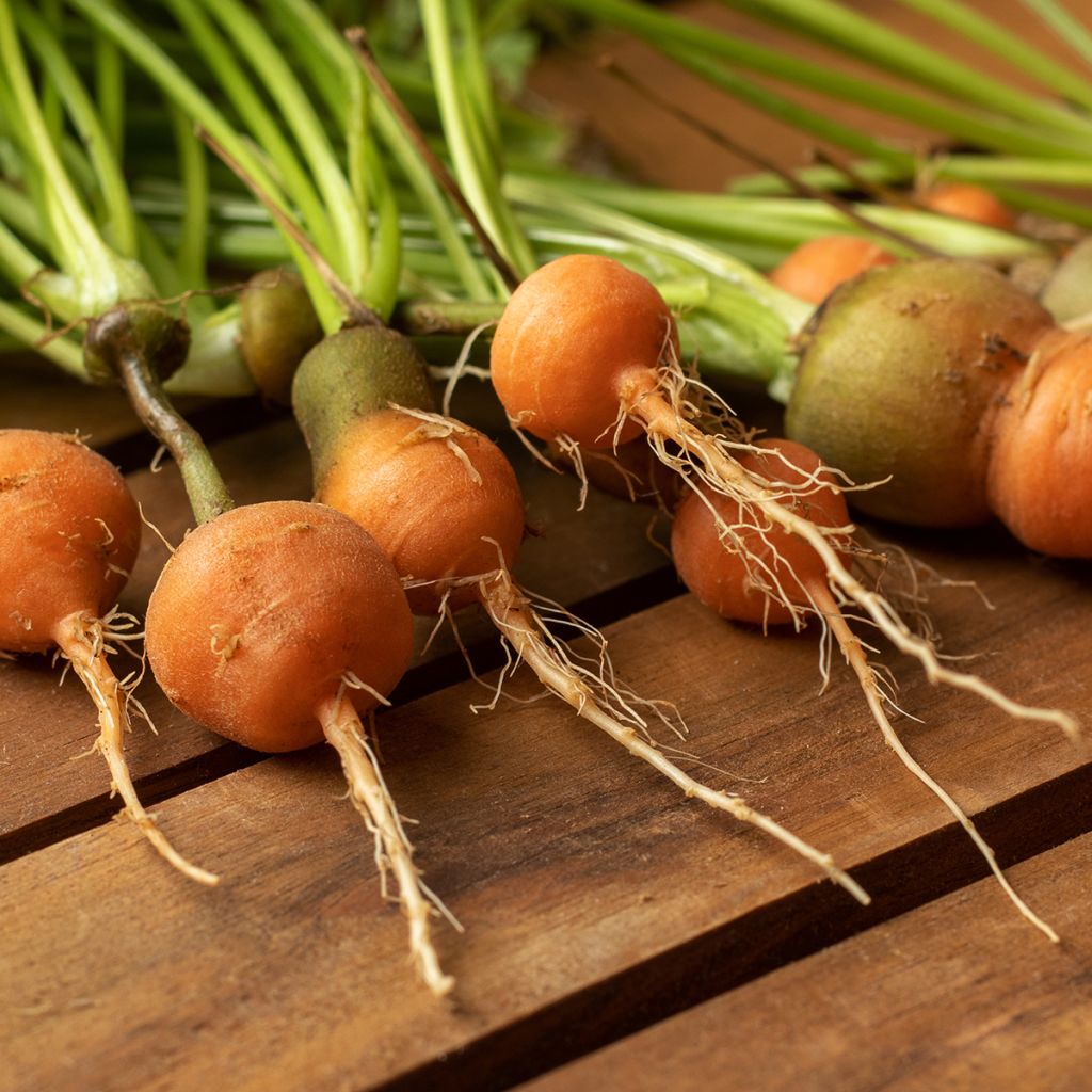 Cenoura Mercado de Paris