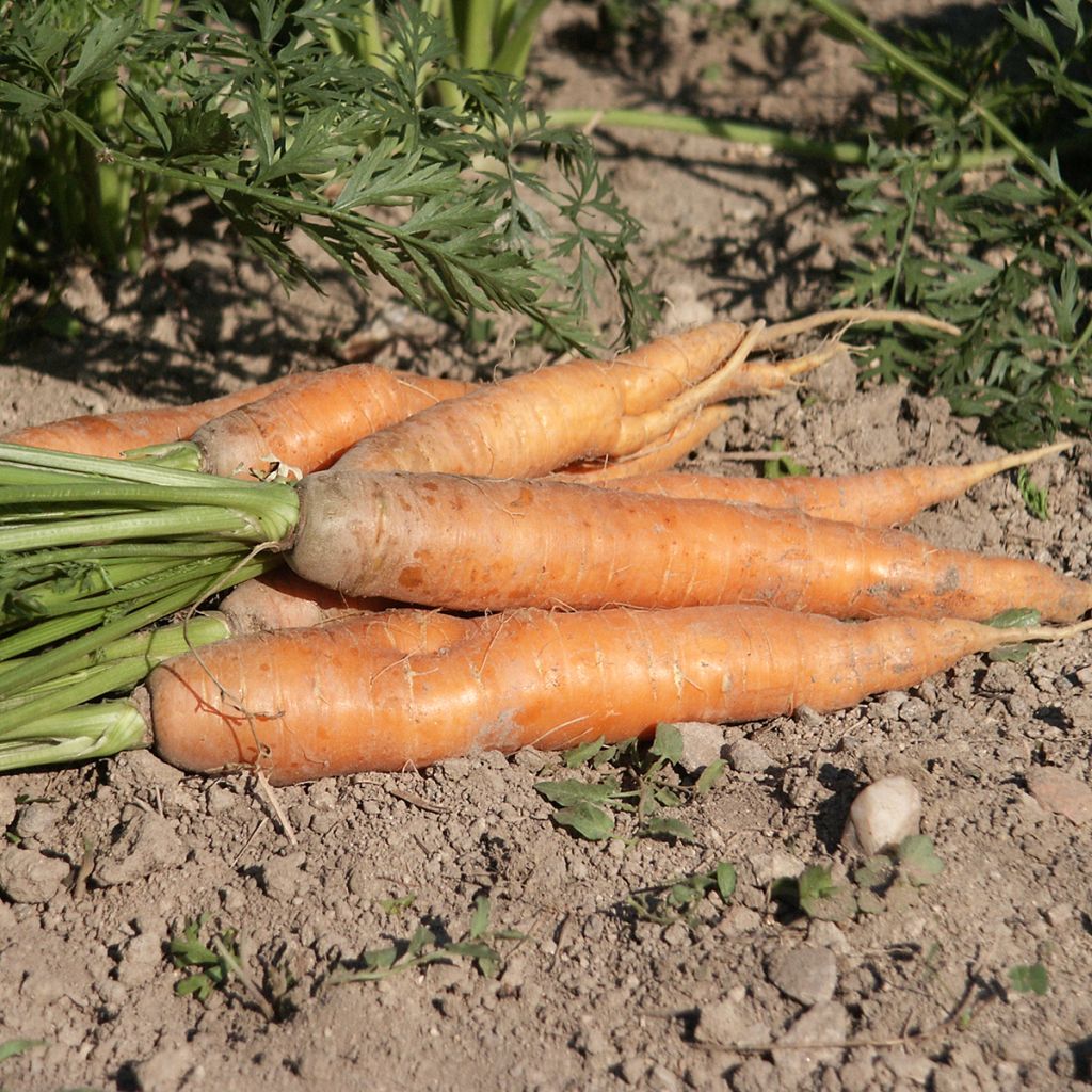 Cenoura Nantaise Melhorada