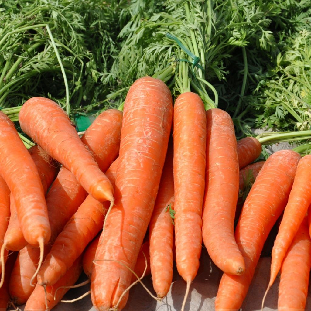 Cenoura Nantes 2 Topfix