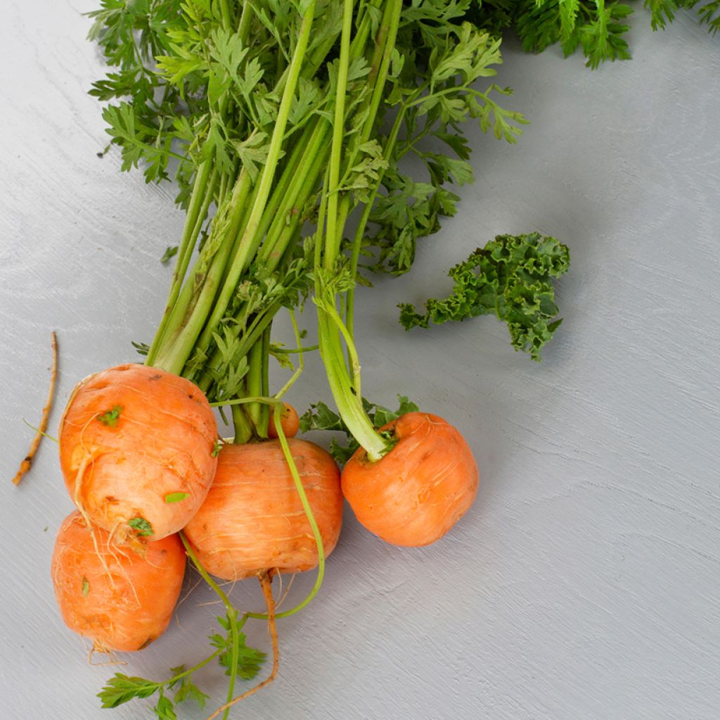 Cenoura Paris Market Atlas