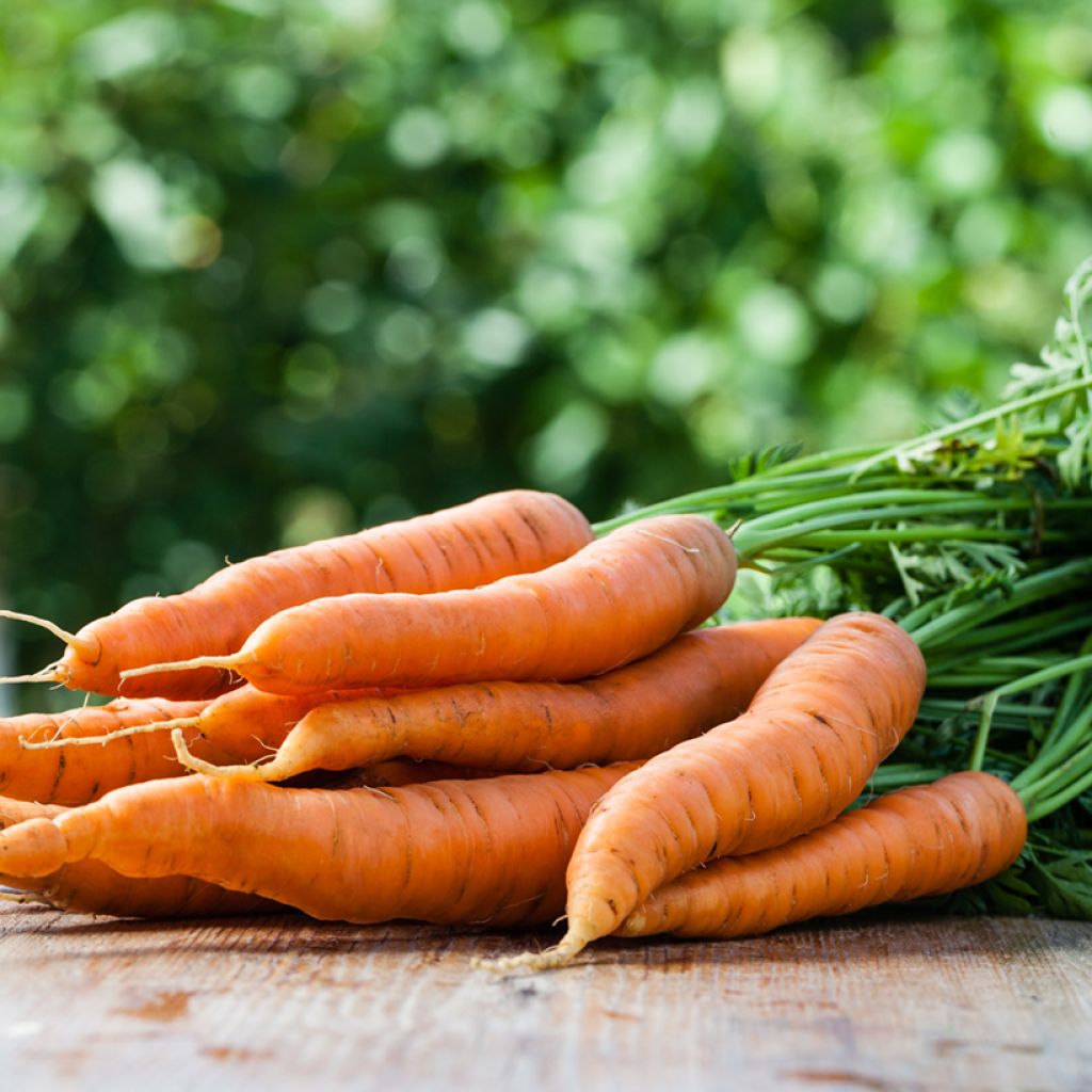 Cenoura Primo
