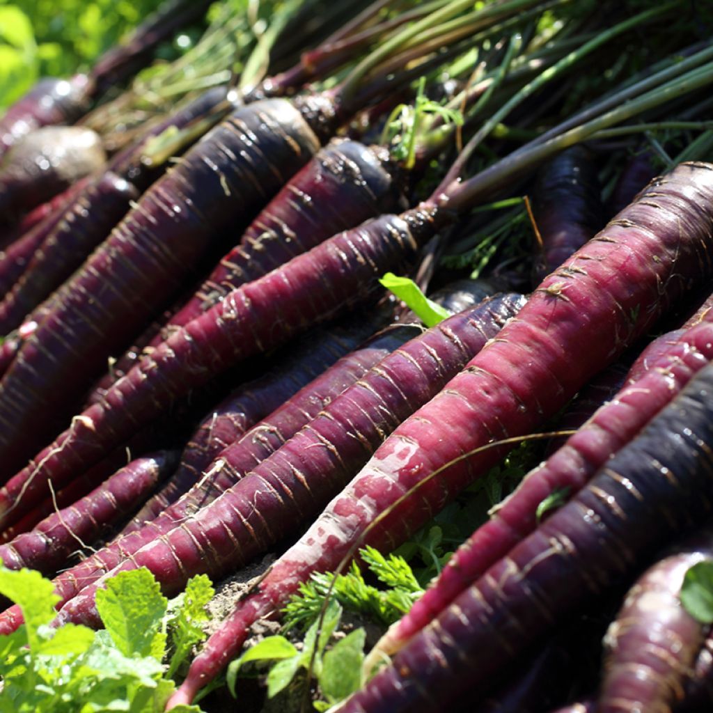 Cenoura Purple Elite F1