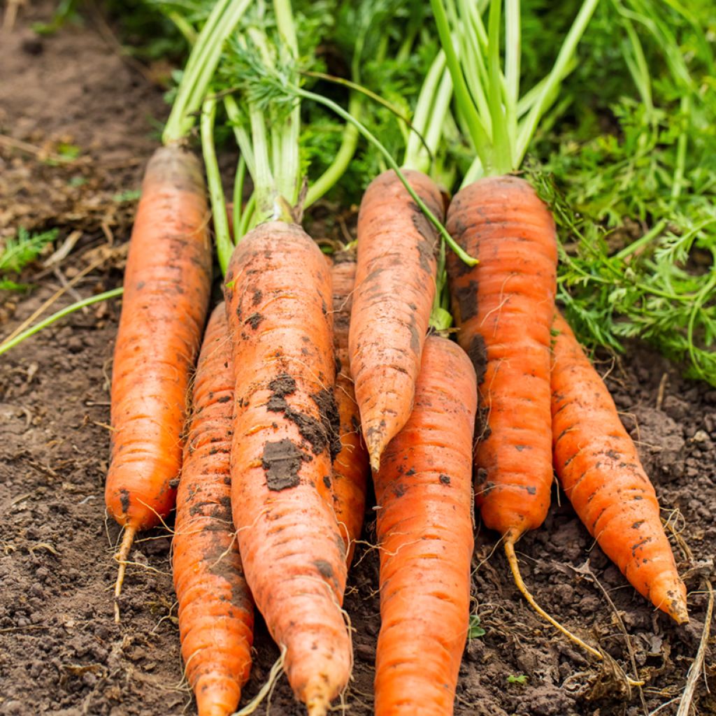 Cenoura Sweet Candle F1