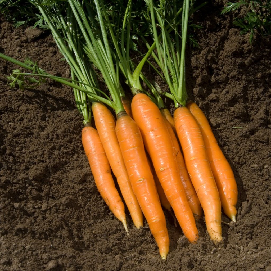 Cenoura Touchon + amostra de cenoura Boléro Vilmorin