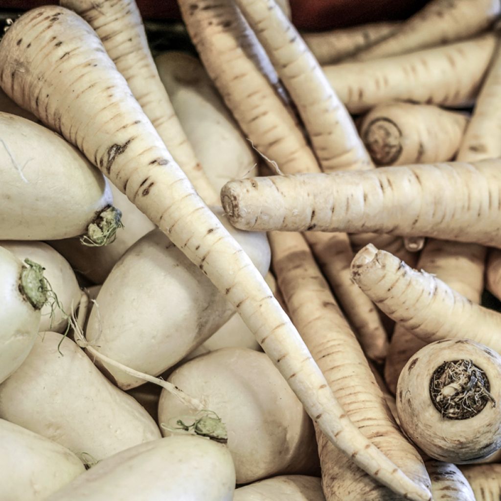 Cenoura White Satin F1 sementes