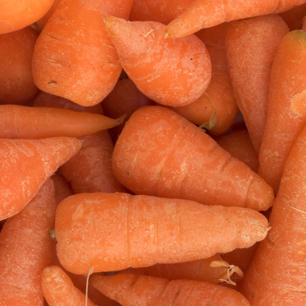 Cenoura Chantenay de coração vermelho Cored Bio