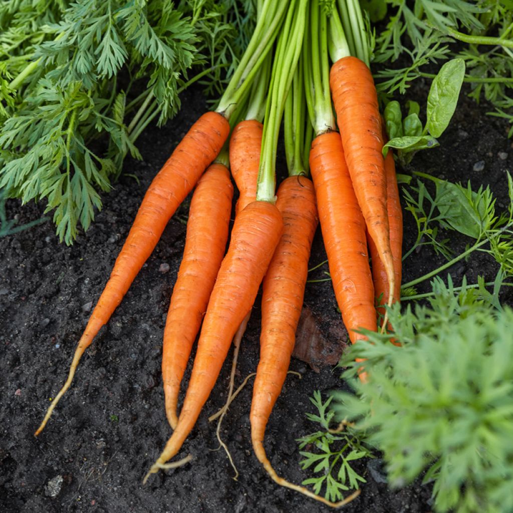 Cenoura Colmar de coração vermelho + Amostra de Cenoura Esquimó Vilmorin