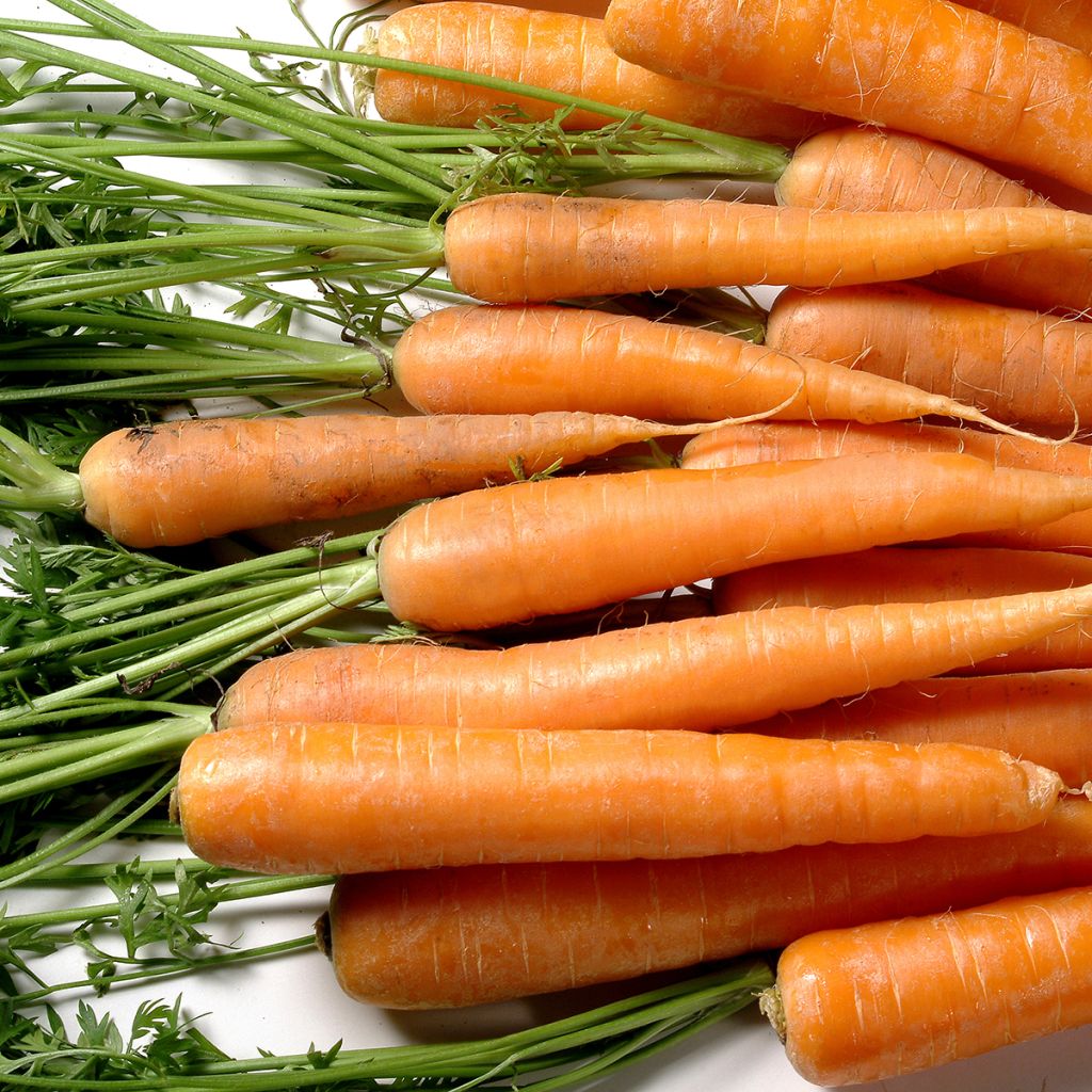 Cenoura Berlikum 2 Bio