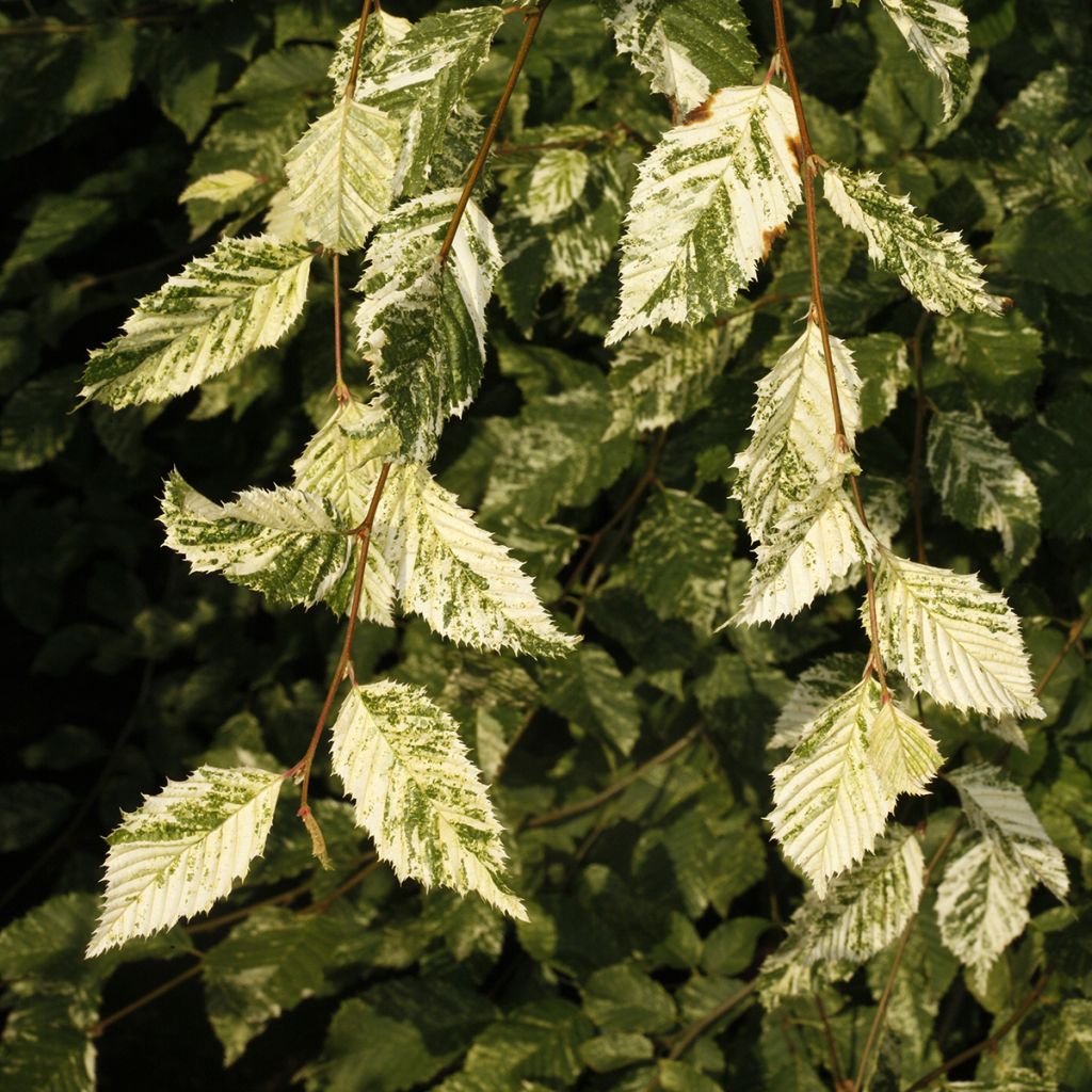 Carpinus betulus Foliis Argenteovariegatis Pendula