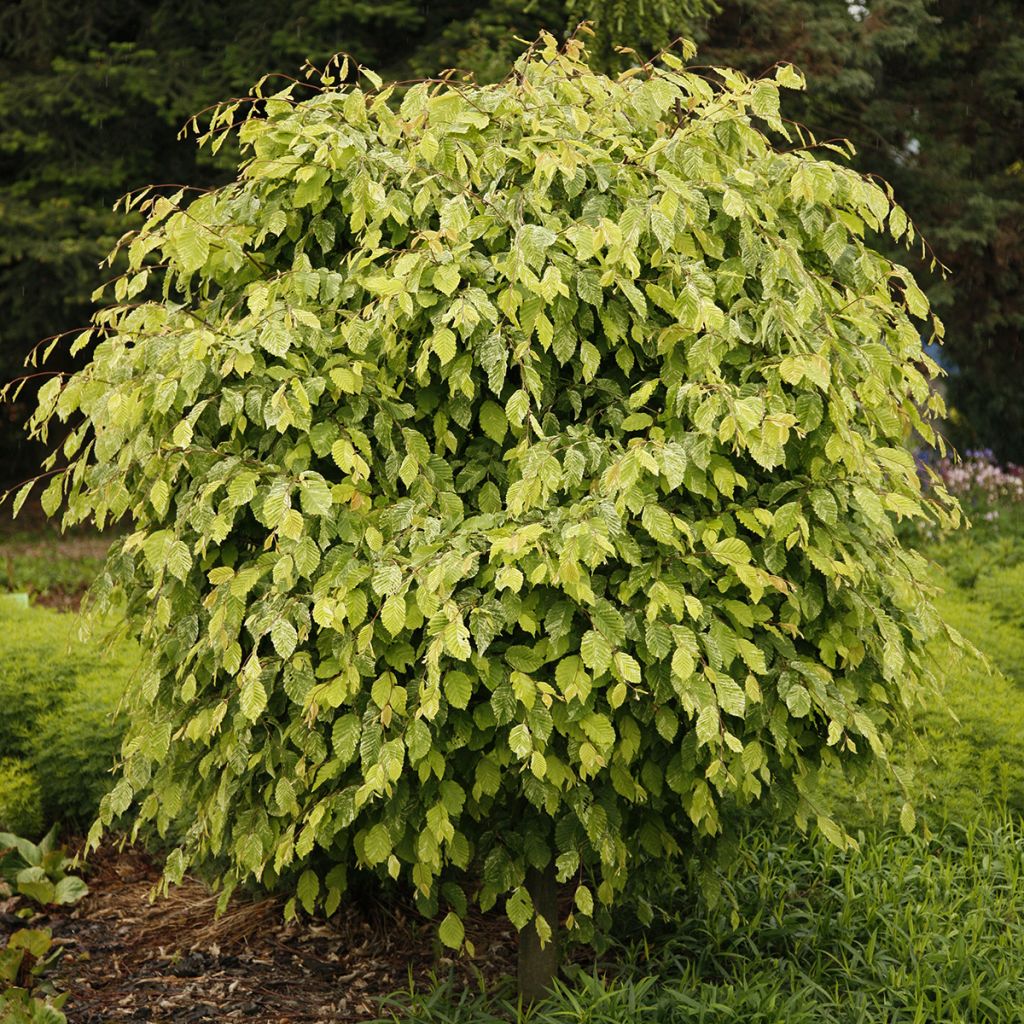 Carpinus betulus Foliis Argenteovariegatis Pendula