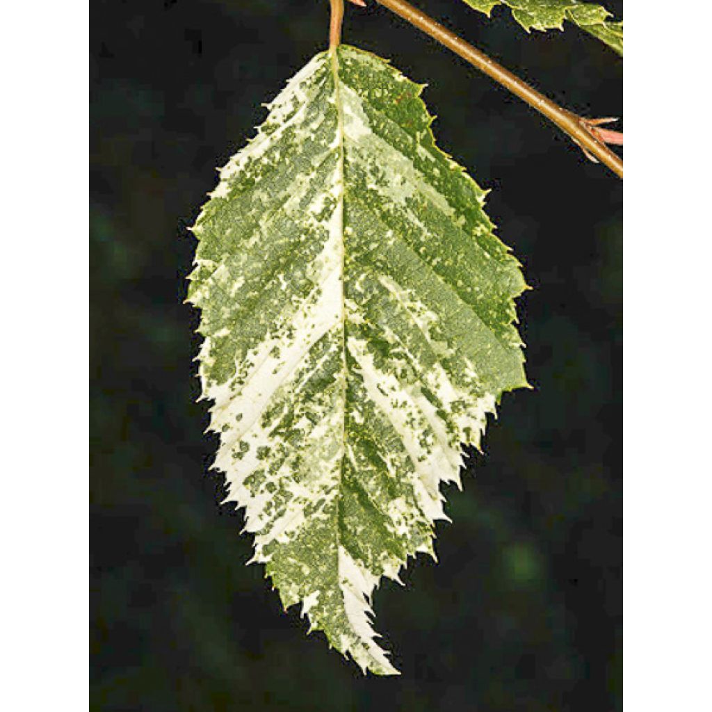 Carpinus betulus Foliis Argenteovariegatis Pendula
