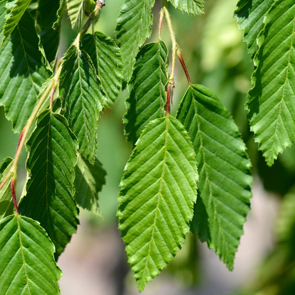 Carpinus betulus Pendula