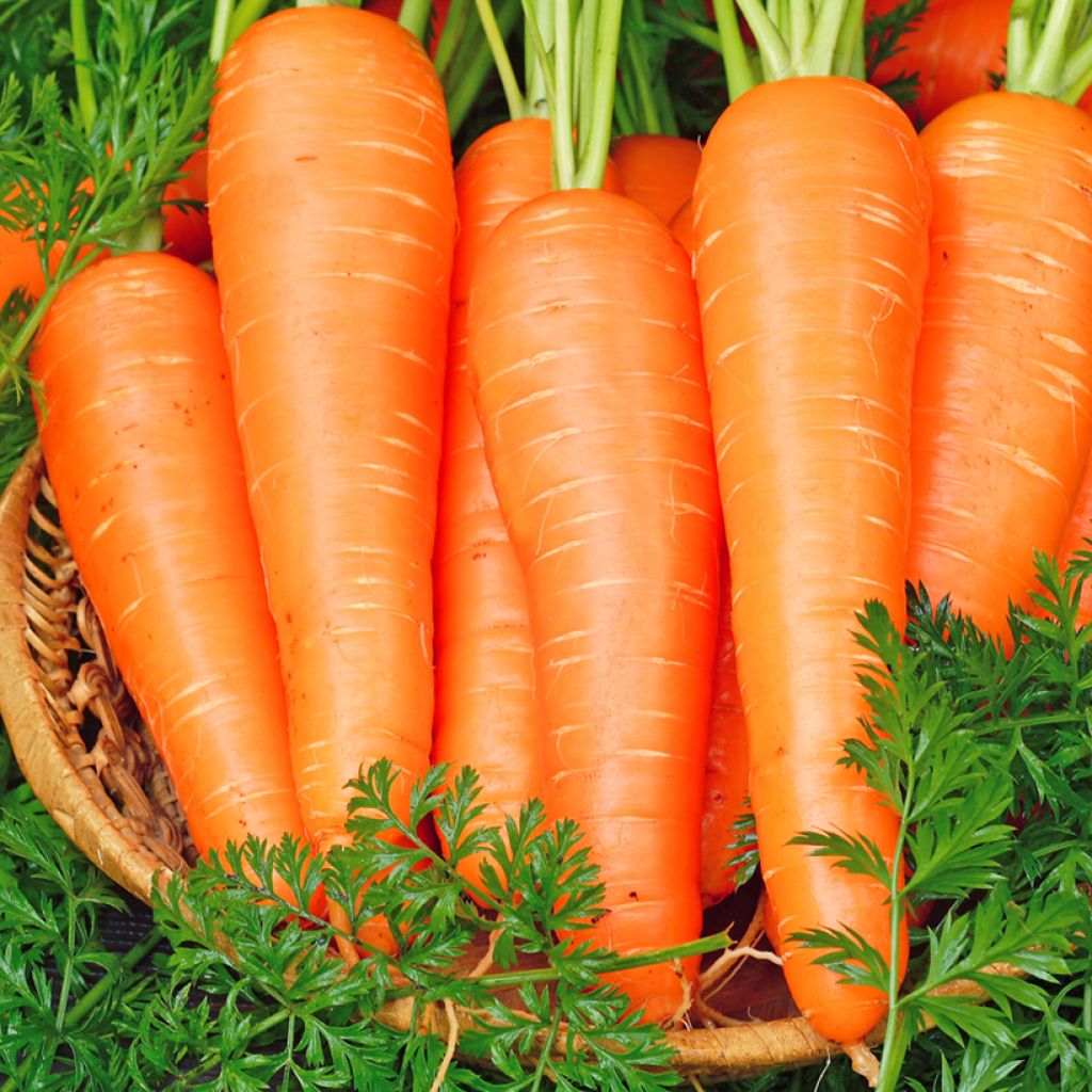 Fita de sementes de Cenoura Nantes 2 Bio