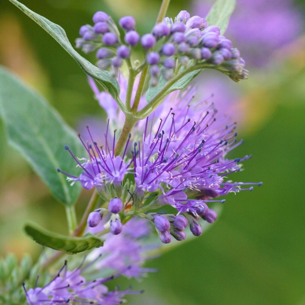 Caryopteris Grand Bleu