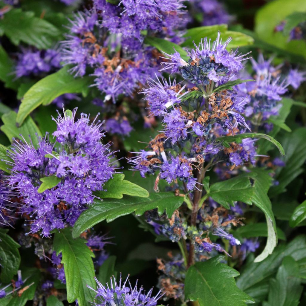 Caryopteris Grand Bleu