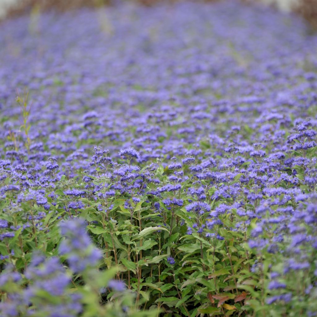 Caryopteris Grand Bleu