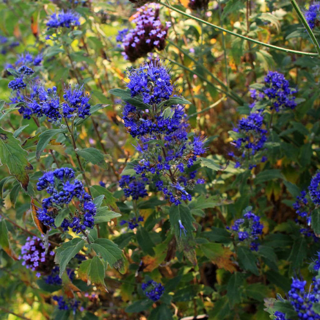 Caryopteris Grand Bleu