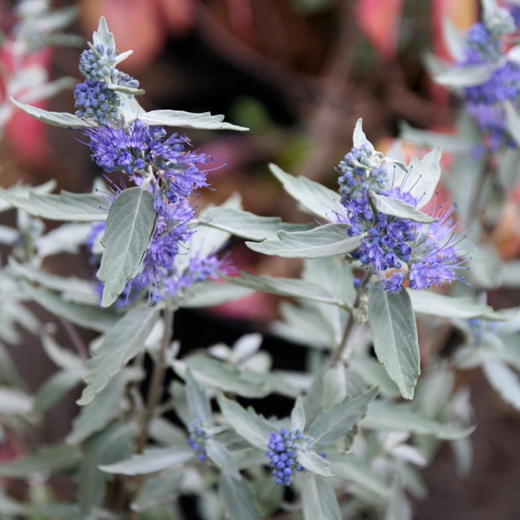 Caryopteris clandonensis Sterling Silver