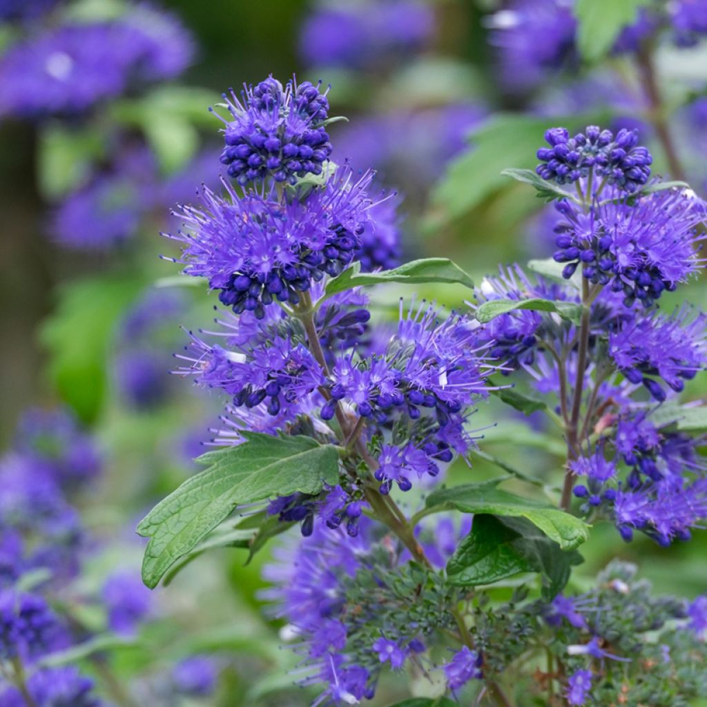 Caryopteris clandonensis Blauer Spatz (Oiseau Bleu)