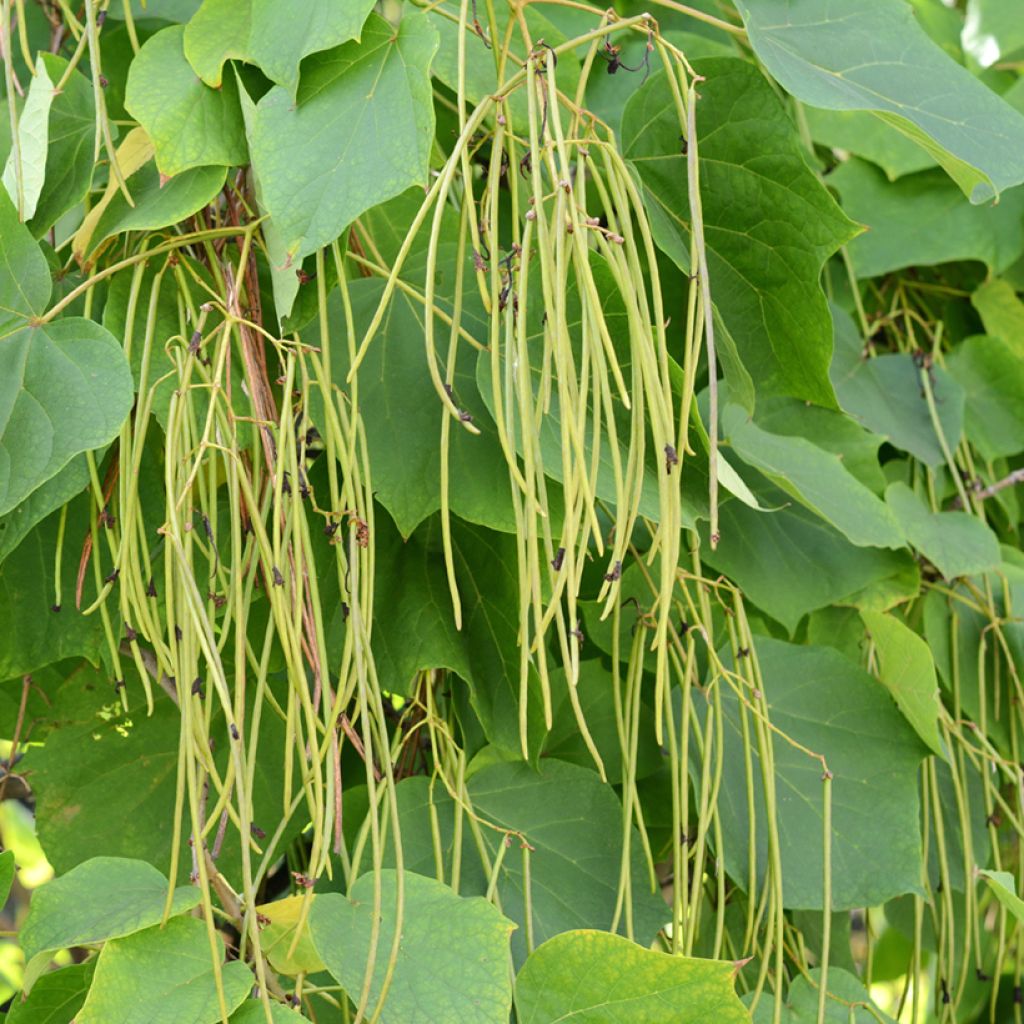 Catalpa bignonioides