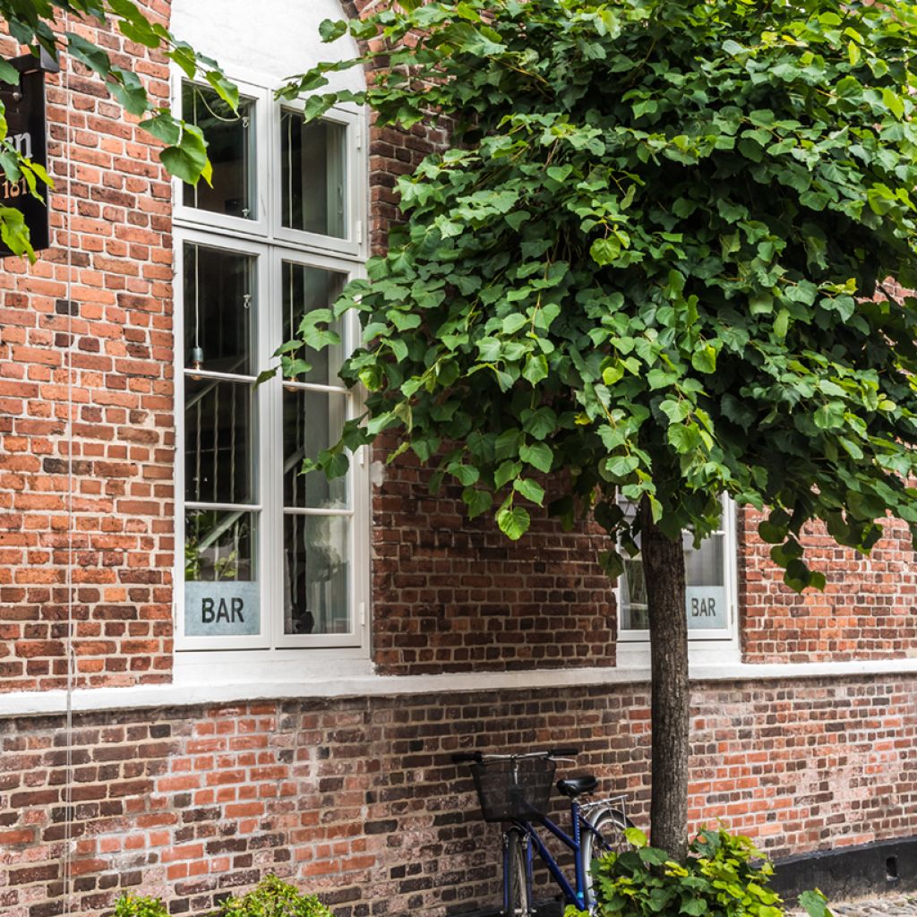 Catalpa bignonioides Nana