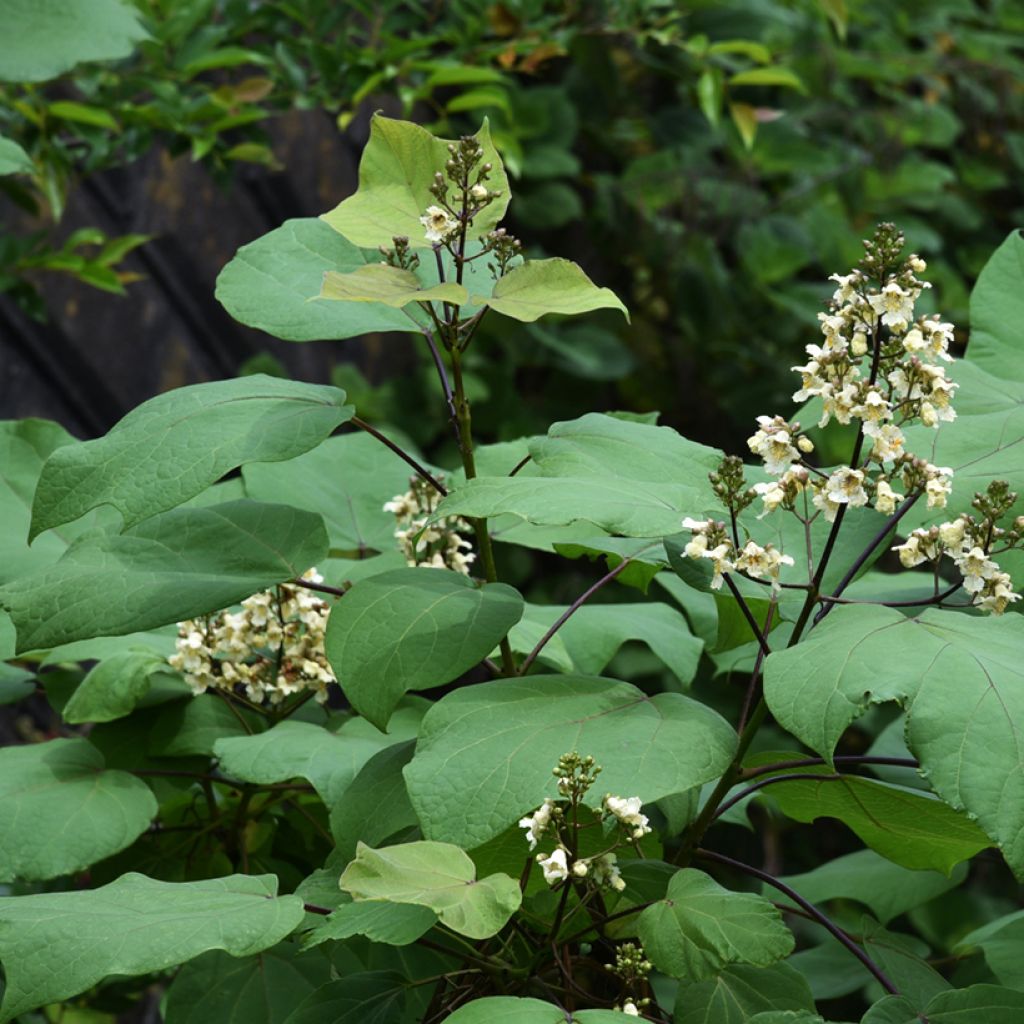 Catalpa ovata Slender Silhouette