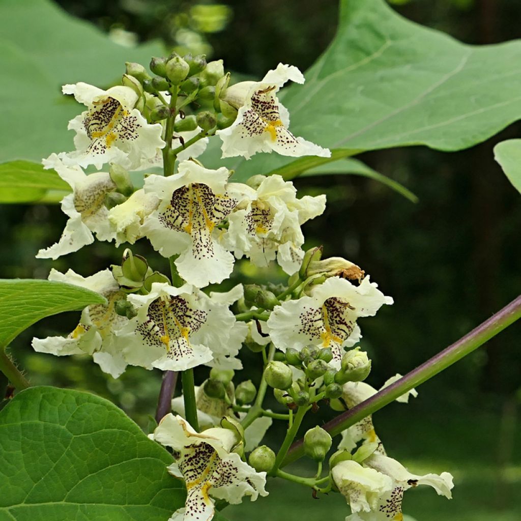Catalpa ovata Slender Silhouette
