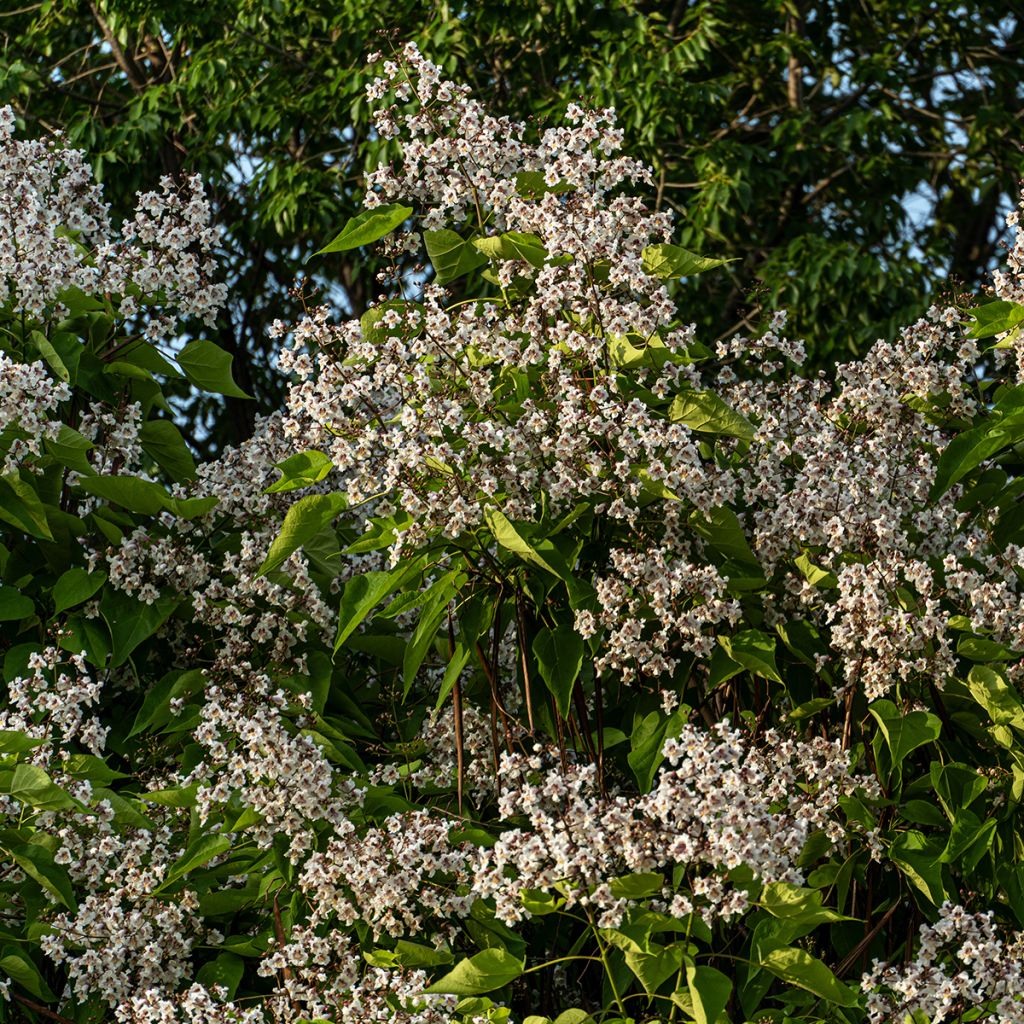 Catalpa bignonioides em sementes - Catalpa-comum