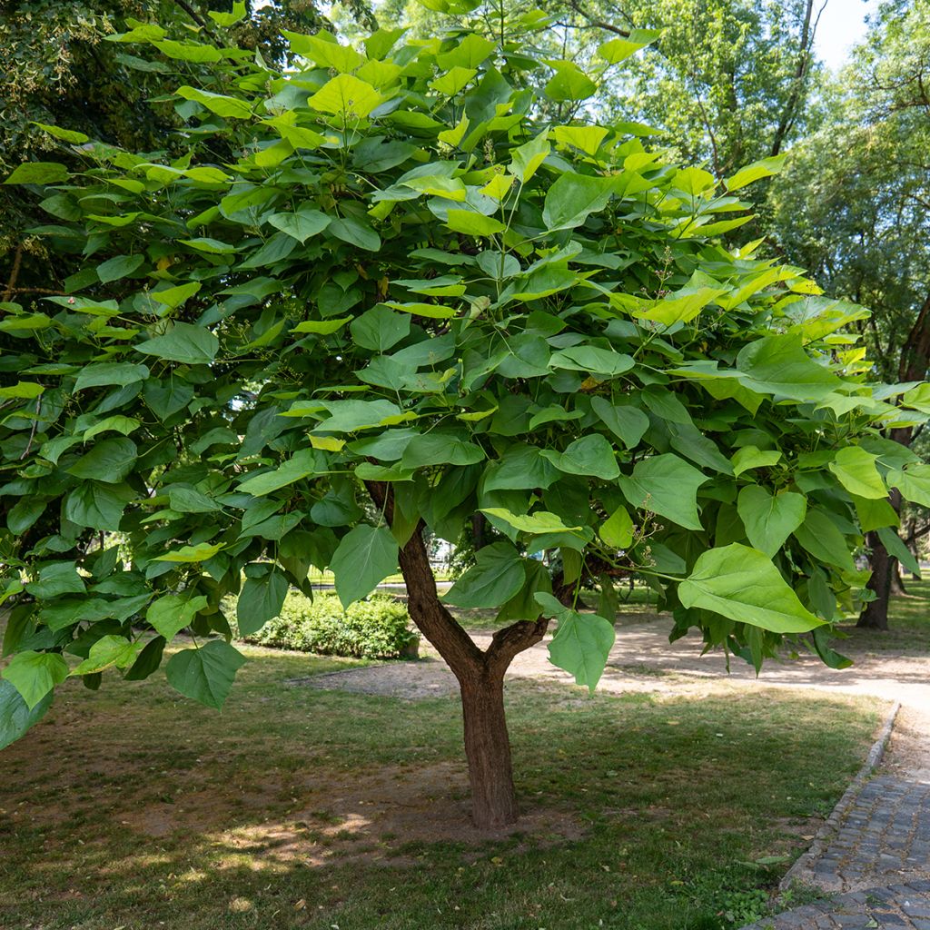 Catalpa bignonioides em sementes - Catalpa-comum