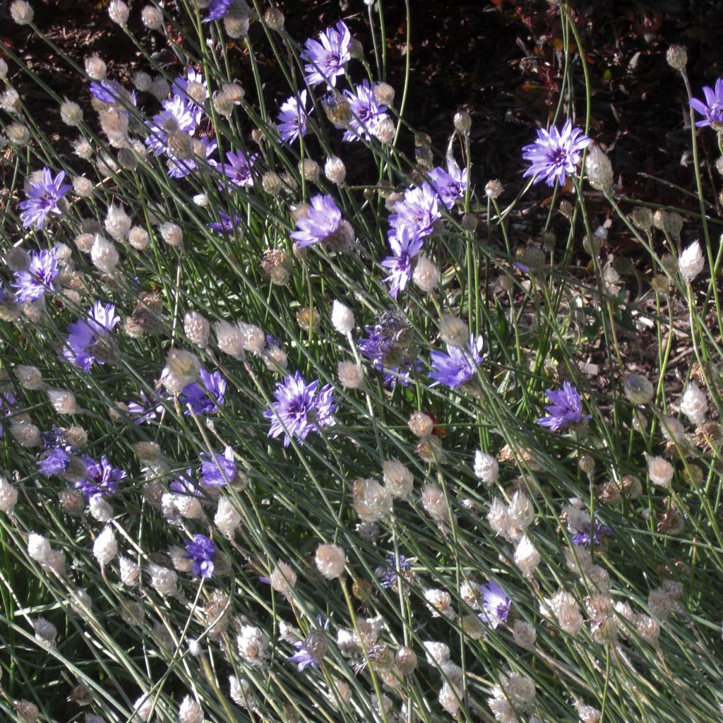 Catananche caerulea