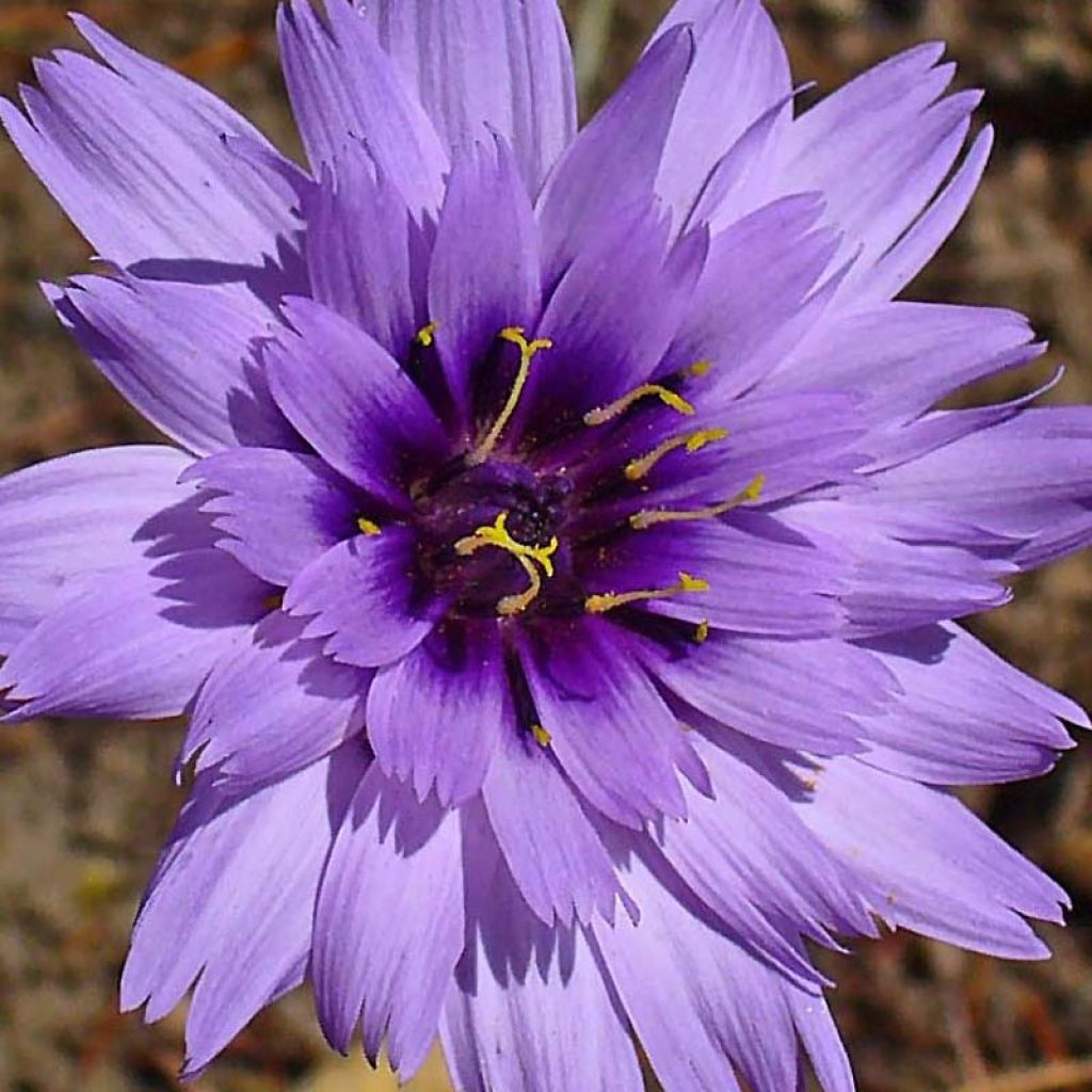 Catananche caerulea